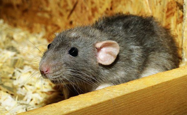 rat removal asheboro nc