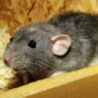 rat removal asheboro nc