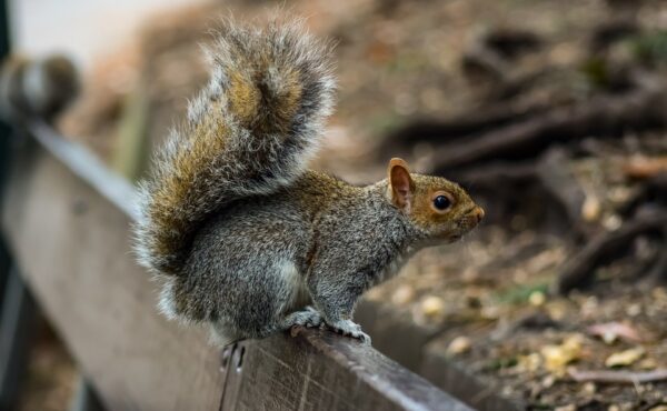 squirrel removal asheboro nc