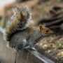 squirrel removal asheboro nc