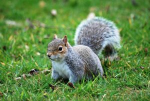 critter removal asheboro nc