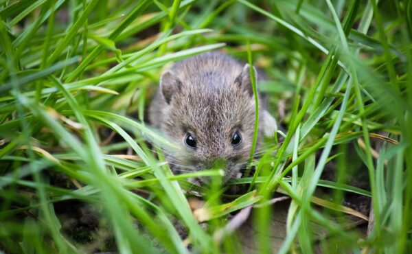 critter removal asheboro nc