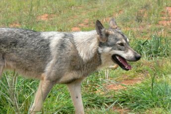 rabies in north carolina